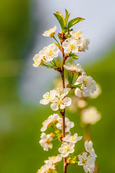 Apple tree blooming — Stock Photo, Image