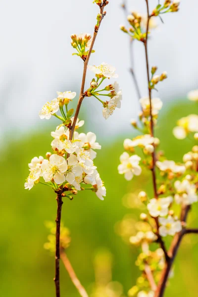Apple tree blooming — Stock Photo, Image