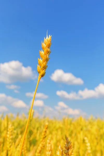 Buğday kulağı — Stok fotoğraf