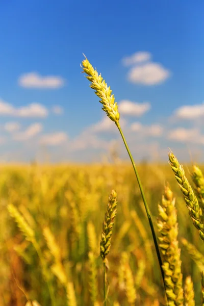 Wheat ear — Stock Photo, Image