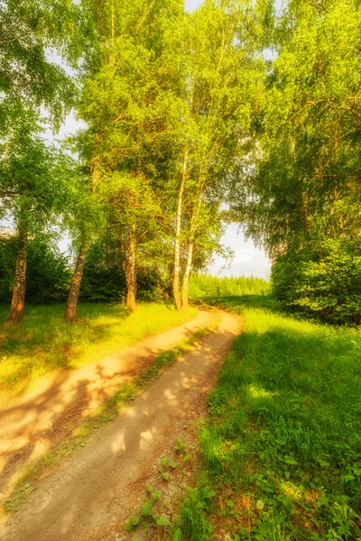 Camino en bosque de abedul — Foto de Stock