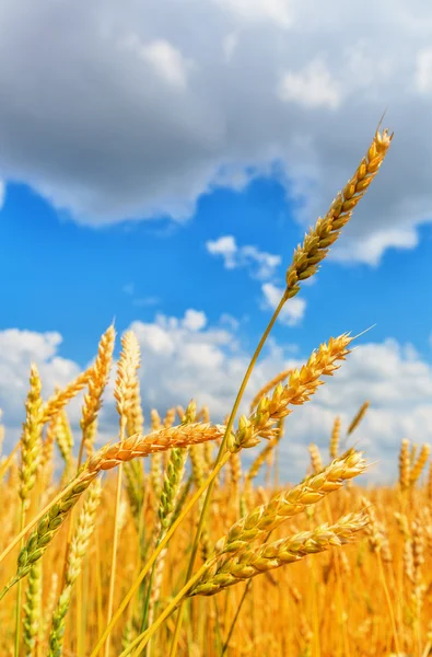 Buğday kulaklar — Stok fotoğraf