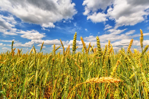 Wheat ears — Stock Photo, Image