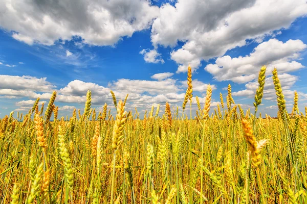 Wheat ears — Stock Photo, Image