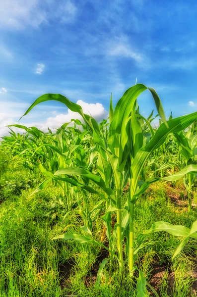 Corn field — Stock Photo, Image