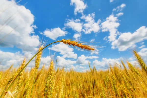 Wheat ears — Stock Photo, Image