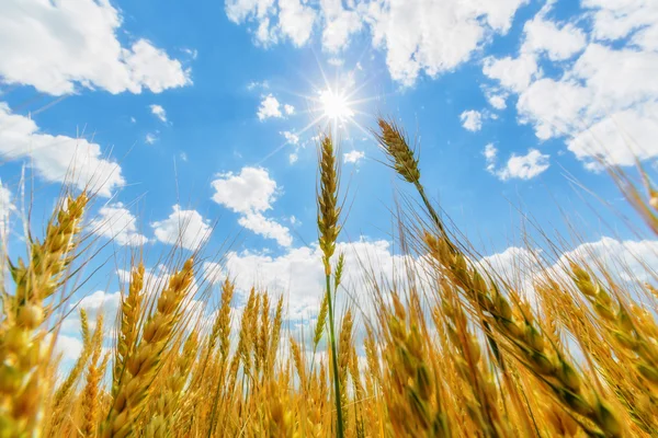 Orecchie di grano e sole — Foto Stock