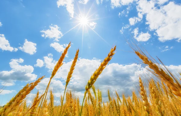 Orecchie di grano e sole — Foto Stock