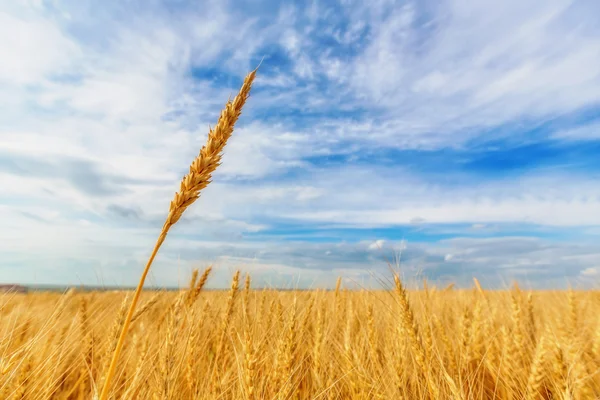 Orecchie di grano e cielo nuvoloso — Foto Stock