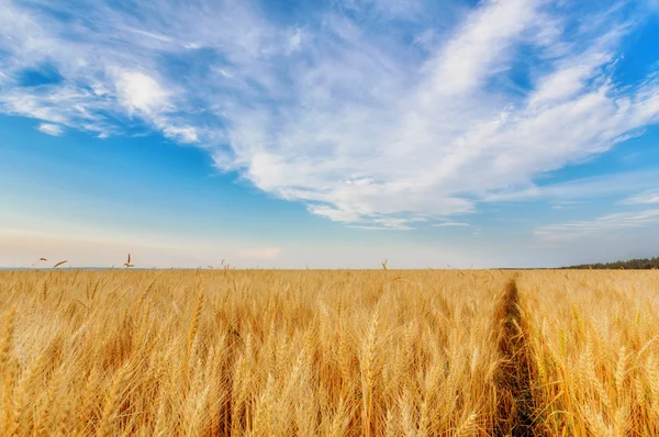 Orecchie di grano e cielo nuvoloso — Foto Stock