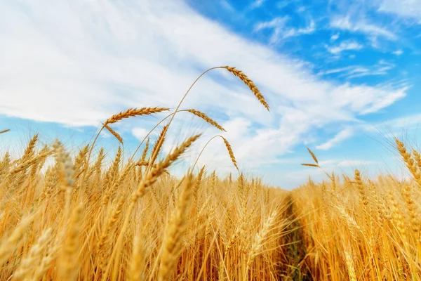 Uši pšenice a jasná obloha — Stock fotografie