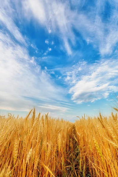 Wheat ears and clear sky — Stock Photo, Image