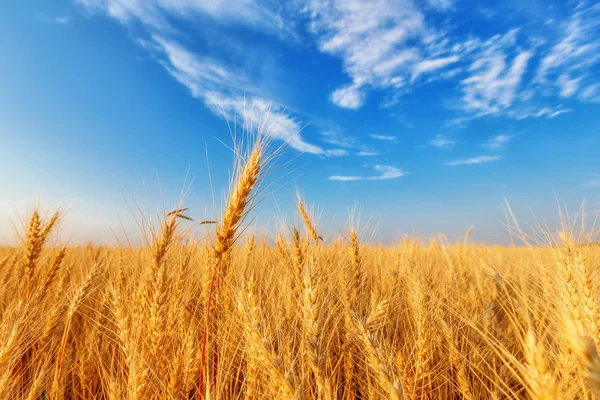 Пшеничные уши и облачное небо — стоковое фото