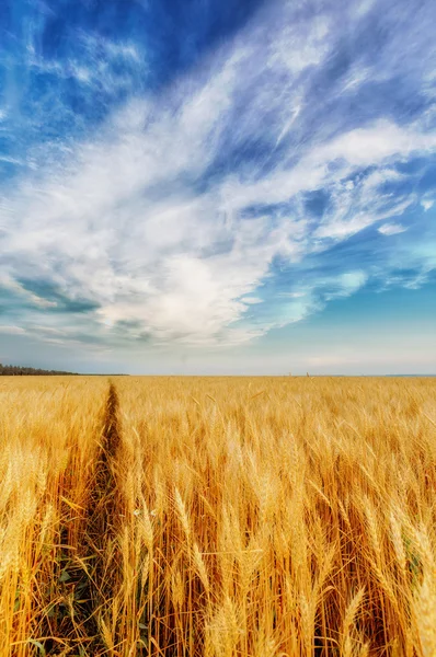 Orejas de trigo y cielo nublado —  Fotos de Stock