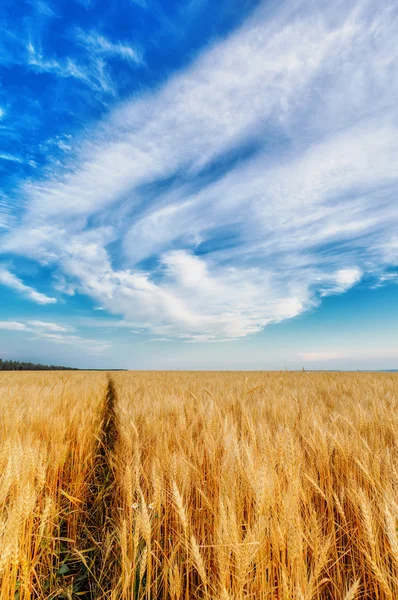 小麦の穂のビュー — ストック写真