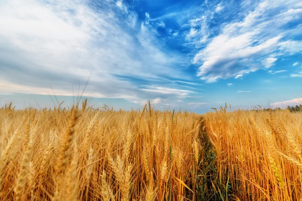 Пшеничные уши и облачное небо — стоковое фото
