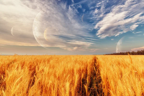 小麦的耳朵和天空 — 图库照片