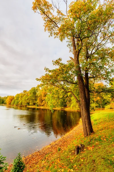 Saint Petersburg/Russia - October 09, 2015: Beautiful autumn park on Yelagin Island — Stock Photo, Image