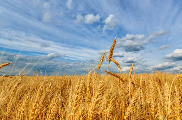 Orecchie di grano e cielo nuvoloso — Foto Stock