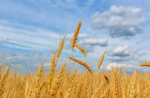 Orecchie di grano e cielo nuvoloso — Foto Stock