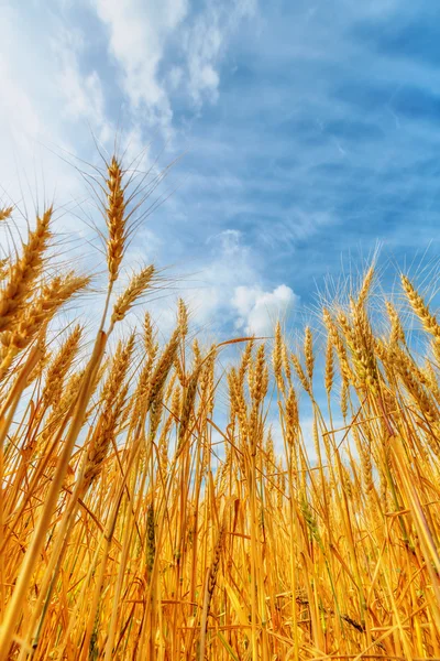 Wheat ears and cloudy sky — Stock Photo, Image