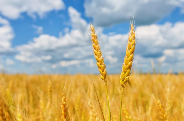 Orecchie di grano e cielo nuvoloso — Foto Stock