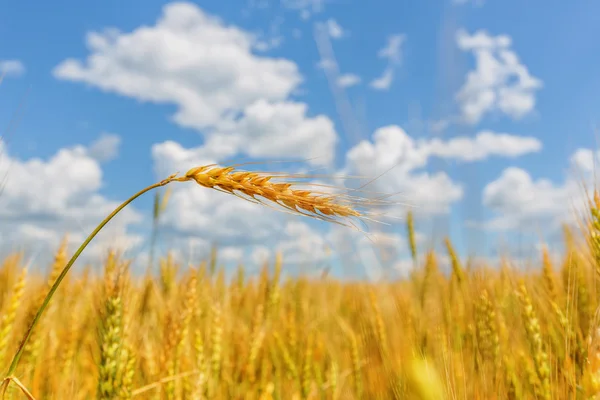 Wheat ear on a background of field and cloudy sky — Stock Photo, Image