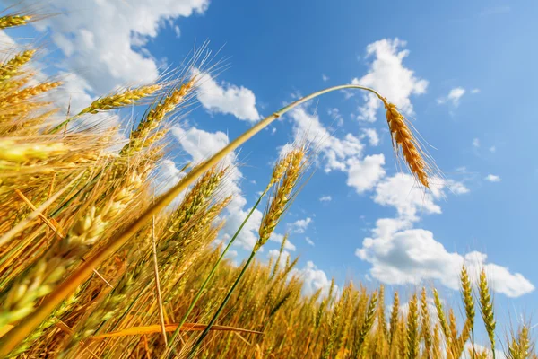 Orecchio di grano su uno sfondo di campo e cielo nuvoloso — Foto Stock