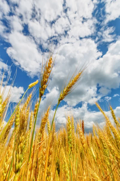 Orecchie di grano e cielo nuvoloso — Foto Stock