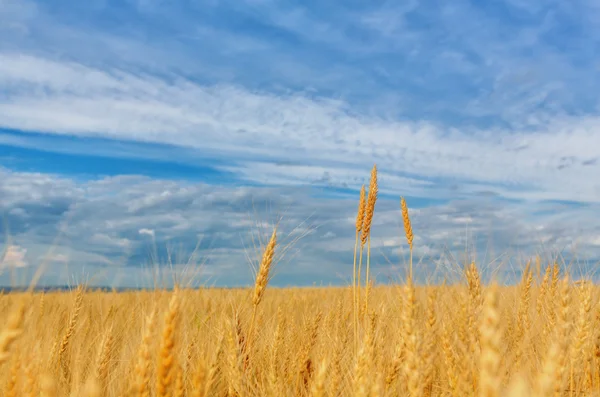 Orecchie di grano su uno sfondo di campo e cielo nuvoloso — Foto Stock