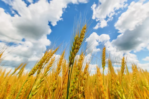 Wheat ears and cloudy sky — Stock Photo, Image