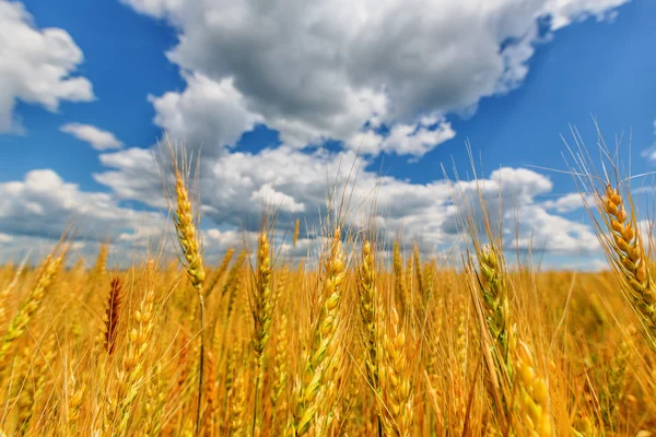 Wheat ears and cloudy sky — Stock Photo, Image