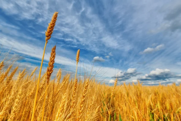 Wheat ears on a background of field and cloudy sky — Stock Photo, Image