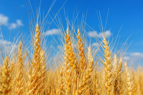 Orecchie di grano e cielo nuvoloso — Foto Stock