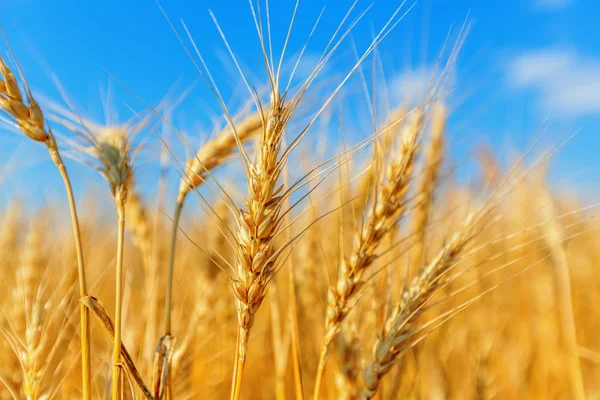 Orecchie di grano e cielo nuvoloso — Foto Stock