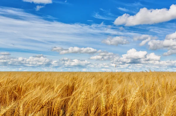 Orecchie di grano su uno sfondo di campo e cielo nuvoloso — Foto Stock