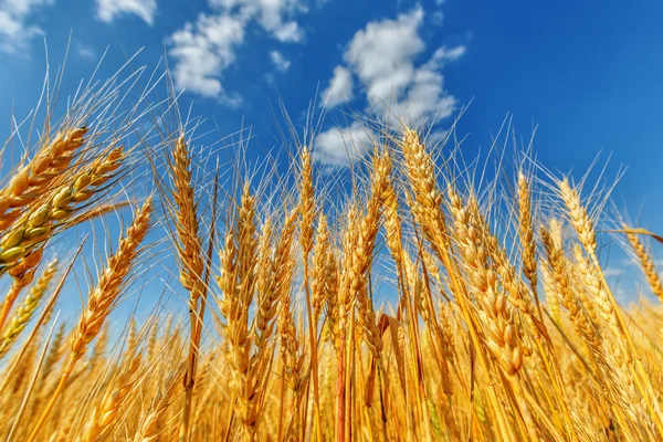 Orejas de trigo y cielo nublado — Foto de Stock