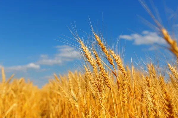 Orecchie di grano e cielo nuvoloso — Foto Stock