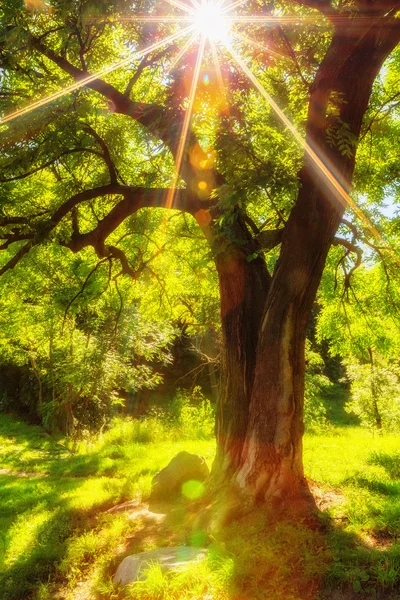 Shining through leaves — Stock Photo, Image