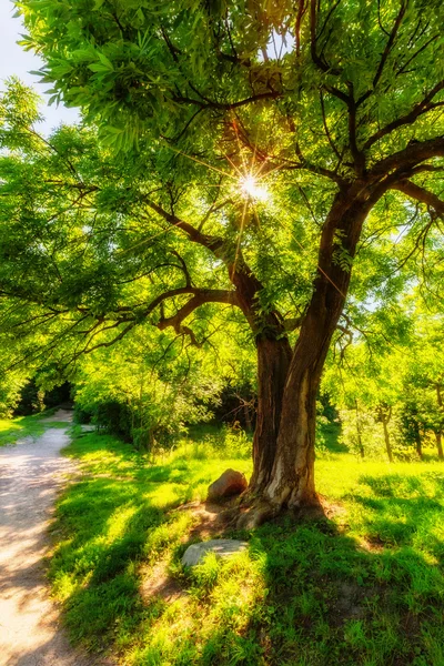 Shining through leaves — Stock Photo, Image