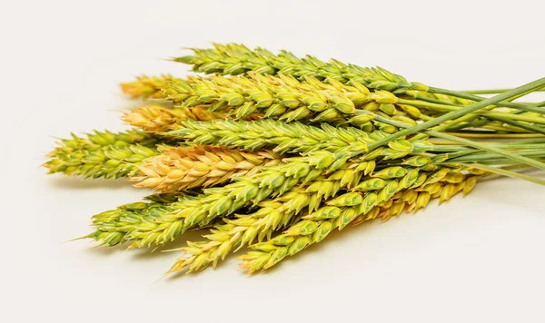白い背景の小麦の耳 — ストック写真