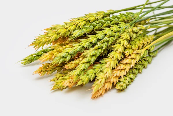 Wheat ears on white background Stock Image