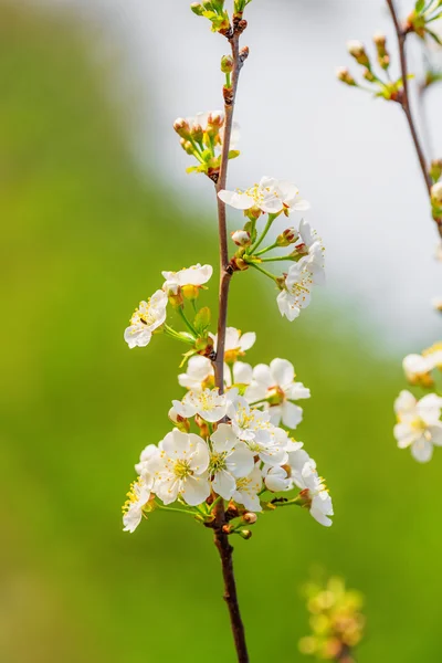 Pohon apel mekar — Stok Foto