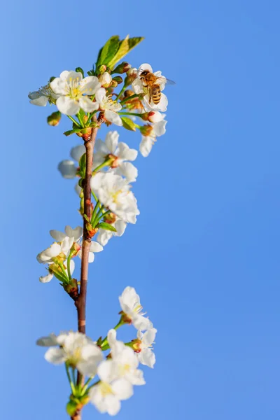 在晴朗的天空背景上的苹果花 — 图库照片