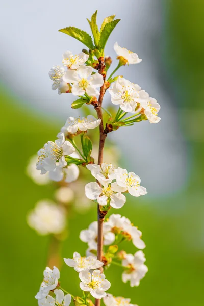 Apple tree blooming — Stock Photo, Image