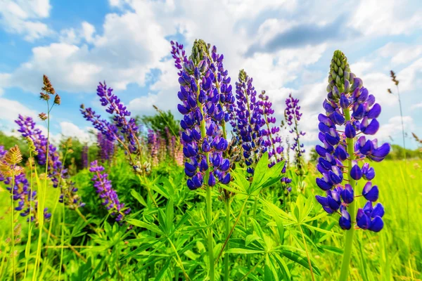 Fialové květy se zelenými listy — Stock fotografie