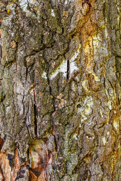 バーチ樹皮のテクスチャー — ストック写真