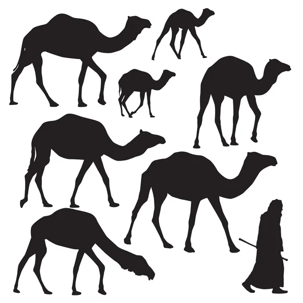 Silueta de camello sobre fondo blanco — Vector de stock