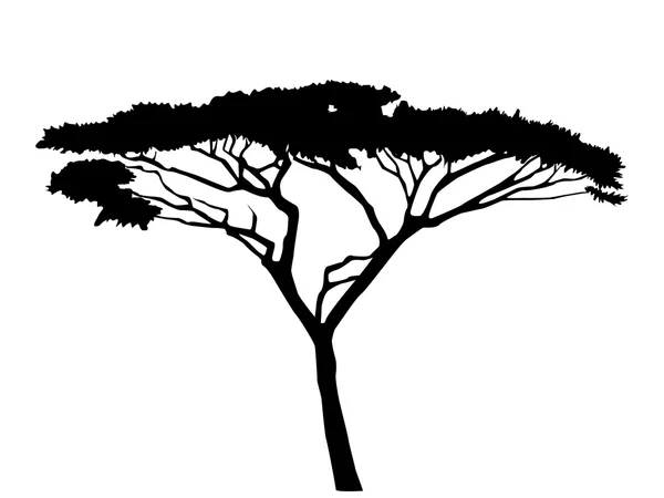 Silueta de árbol de acacia — Archivo Imágenes Vectoriales