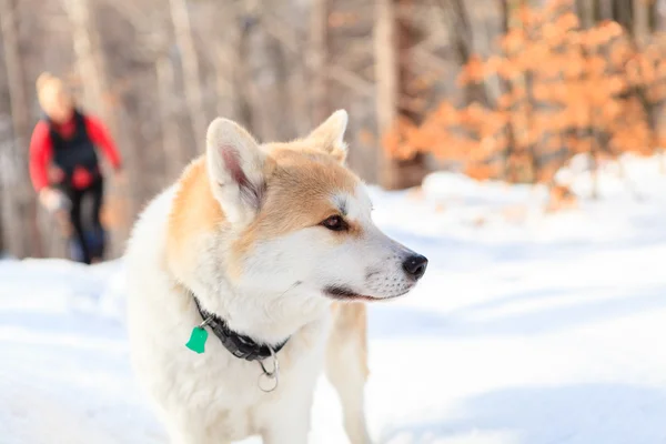 Woman hiking in winter forest with akita dog. — Stock Photo, Image